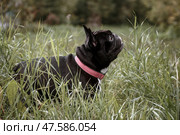 french bulldog in the grass outdoors. Стоковое фото, фотограф Екатерина Горохова / Фотобанк Лори