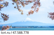 Sakura blossom, Fuji san view from Kawaguchiko lake, Japan (2015 год). Стоковое фото, фотограф Сергей Богомяко / Фотобанк Лори