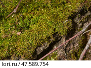 Moss grows on the trunk of an old rotting tree. Orthotrichum is a genus of moss–like mosses in the Orthotrichaceae family. It is distributed all over the world. Spring. Стоковое фото, фотограф Андрей Жигальцов / Фотобанк Лори