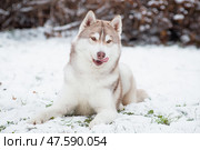 Siberian husky dog lies and licks. Стоковое фото, фотограф Екатерина Горохова / Фотобанк Лори