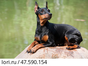 Zwergpinscher dog lies on a large stone near the water. Стоковое фото, фотограф Екатерина Горохова / Фотобанк Лори