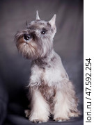 Dog miniature schnauzer color "pepper and salt" Стоковое фото, фотограф Екатерина Горохова / Фотобанк Лори