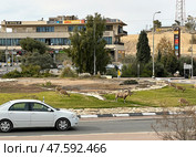 Wild Nubian ibex (Capra nubiana) grazing at a roundabout in Mitzpe Ramon. Редакционное фото, фотограф Irina Opachevsky / Фотобанк Лори