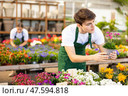 male worker changes arrangement of pots with armeria and improves appearance of window. Стоковое фото, фотограф Яков Филимонов / Фотобанк Лори