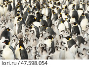Colony of emperor penguins at Snow Hill Island, Weddell Sea, Antarctica, Polar Regions. Стоковое фото, фотограф Vladimir / Фотобанк Лори