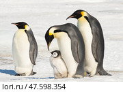An Emperor Penguin with chick at the Emperor Penguin Colony at Snow Hill, Weddell Sea, Antarctica. October 2018. Стоковое фото, фотограф Vladimir / Фотобанк Лори