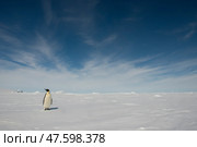 Emperor penguin. isolated on white background. Стоковое фото, фотограф Vladimir / Фотобанк Лори