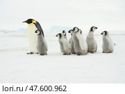 Emperor Penguins with chicks in Antarctica. Стоковое фото, фотограф Vladimir / Фотобанк Лори