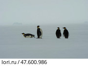 Emperor Penguins on the ice in Antarctica. Стоковое фото, фотограф Vladimir / Фотобанк Лори