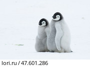 Emperor Penguin chick in Antarctica. Стоковое фото, фотограф Vladimir / Фотобанк Лори