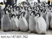 Colony of emperor penguins at Snow Hill Island, Weddell Sea, Antarctica, Polar Regions. Стоковое фото, фотограф Vladimir / Фотобанк Лори