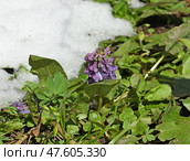 First flowers in spring. Corydalis solida, fumewort or bird-in-a-bush, species of flowering plant in family Papaveraceae, among snow. Стоковое фото, фотограф Валерия Попова / Фотобанк Лори