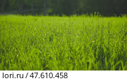 Grass and green meadow in summer. The video is sketched with a slider. Стоковое видео, видеограф Mikhail Davidovich / Фотобанк Лори
