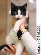 A charming black and white kitten in a person's hands. The baby with expressive eyes and a pink nose looks straight into the camera. The kitten is held carefully, with one hand supporting it from below, and the other hugging it from above. The person is holding a smartwatch. The background is soft, neutral, and does not distract from the main object. Ideal for topics related to animal care, pets, veterinary medicine, and love for cats. Стоковое фото, фотограф Анна Кривицкая / Фотобанк Лори