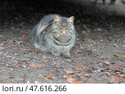 A gray tabby cat sits with its paws tucked under it on the ground covered with dry leaves and gravel. The animal looks relaxed, its eyes are almost closed, creating a feeling of peace or light drowsiness. The background is darkened, the cat is in diffused street light. A perfect shot for themes related to street animals, autumn atmosphere, animal protection or observing nature in the city. Стоковое фото, фотограф Анна Кривицкая / Фотобанк Лори