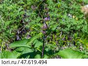 Цветущий шалфей мутовчатый (Salvia verticillata) Стоковое фото, фотограф Ольга Шуклина / Фотобанк Лори