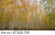 Autumn birch trees with yellow leaves.  Seasonal weather. Picturesque nature in a birch grove. Panoramic. Стоковое видео, видеограф Дмитрий Кобзев / Фотобанк Лори