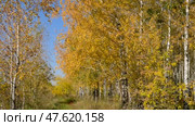 Autumn birch trees with yellow leaves.  Seasonal weather. Picturesque nature in a birch grove. Стоковое видео, видеограф Дмитрий Кобзев / Фотобанк Лори