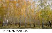 Autumn birch trees with yellow leaves.  Seasonal weather. Picturesque nature in a birch grove. Panoramic. Стоковое видео, видеограф Дмитрий Кобзев / Фотобанк Лори