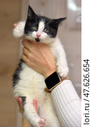 A charming black and white kitten in a person's hands. The baby with expressive eyes and a pink nose looks straight into the camera. The kitten is held carefully, with one hand supporting it from below, and the other hugging it from above. The person is holding a smartwatch. The background is soft, neutral, and does not distract from the main object. Ideal for topics related to animal care, pets, veterinary medicine, and love for cats. Стоковое фото, фотограф Анна Кривицкая / Фотобанк Лори