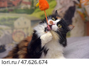 A three-colored fluffy cat with distinct spots plays with an orange fluffy toy in the shape of a bird. The cat holds the toy with its paws with excitement and energy and tries to bite it, demonstrating its hunting instinct and playful nature. The scene is filled with movement and emotion, creating a positive mood. Suitable for themes related to pets, cat games, cheerful behavior and the joy of communicating with a pet. Стоковое фото, фотограф Анна Кривицкая / Фотобанк Лори