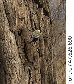 Great tit (Parus major), small passerine bird in tit family Paridae. Стоковое фото, фотограф Валерия Попова / Фотобанк Лори