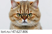 Angry cat isolated on white. Ginger tabby British shorthair cat portrait looking serious. Grumpy kitten seated. Striped furious cat with unhappy dissatisfied face. Feline giving you a disdainful look. Стоковое AI-видео, аниматор Марина Демидюк / Фотобанк Лори