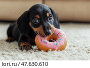 Mini dachshund puppy happily plays with a squeaky toy in a cozy living room. Игривый щенок мини таксы держит в зубах разноцветную пищащую игрушку в уютной гостиной. Волнение и энергия щенка наполняют пространство. Стоковое AI-изображение, AI-художник Katsiaryna Repich / Фотобанк Лори