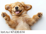 Happy Golden Retriever puppy resting with outstretched paws. Игривый щенок золотистого ретривера лежит на спине с поднятыми лапами, демонстрируя радостное выражение лица. Мягкая шерсть и спокойное поведение подчеркивают его молодую энергию и счастье. Стоковое AI-изображение, AI-художник Katsiaryna Repich / Фотобанк Лори