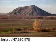 Autumn field sown before winter. Green shoots form a striped pattern against the backdrop of a solitary mountain and trees with yellow foliage. Стоковое фото, фотограф Андреева Тамара Викторовна / Фотобанк Лори