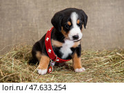 Little puppy in a huge dog collar of a lifeguard. Стоковое фото, фотограф Екатерина Горохова / Фотобанк Лори