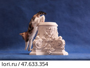 Kitten jumping down from plaster ornament. Стоковое фото, фотограф Екатерина Горохова / Фотобанк Лори