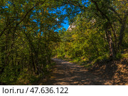 A forest road stretching into the distance and surrounded by dense green trees. The foliage of the trees shimmers in different shades of green, yellow and gold, creating a feeling of early autumn. The road is covered with fine gravel, and the sunlight breaks through the crown of the trees, casting beautiful shadows on the surface.The tree branches create a kind of natural tunnel, emphasizing the solitude and silence of the place. This is a typical landscape of the Crimean forests, perhaps somewhere in the vicinity of the Baydarskaya Valley, Inkerman or other natural areas surrounding Sevastopol. Стоковое фото, фотограф Анна Кривицкая / Фотобанк Лори