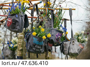 Lisse, Netherlands - April 17, 2019: Spring muscari daffodils hang in a vintage bag. Редакционное фото, фотограф Irina Kuchugurina/Gaudy / Фотобанк Лори