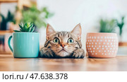 Peek-a-Boo Kitten: playful feline hides amidst plants, evoking sense of playful curiosity and domestic charm. Стоковое AI-изображение, AI-художник Данила Большаков / Фотобанк Лори