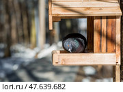 A park on a sunny day. Bird and animal feeders. A pigeon in a feeding trough. Caring and care. Ornithology. Стоковое фото, фотограф Photojuli / Фотобанк Лори
