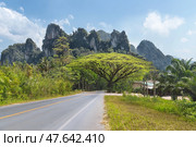 The road to Khao Sok Park in Thailand panorama - A large green spreading tree against the background of mountains and rainforest during the day, a vibrant Thai landscape. Стоковое фото, фотограф Владимир Разгуляев / Фотобанк Лори