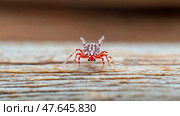 Crimson Clover Mite: A striking macro showcase of tiny insect on aged wood, highlighting intricate body pattern and delicate features. Стоковое AI-изображение, AI-художник Данила Большаков / Фотобанк Лори