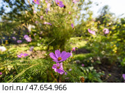Розовые цветы Космея цветут в саду. Стоковое фото, фотограф Андрей Иванов / Фотобанк Лори