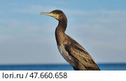 Close up of a cormorant resting on a rock with the black sea and blue sky in the background, in crimea. Стоковое фото, фотограф Mikhail Davidovich / Фотобанк Лори