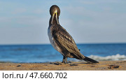 Great cormorant preening its feathers on Crimean beach. Стоковое фото, фотограф Mikhail Davidovich / Фотобанк Лори