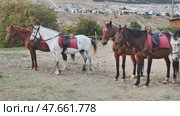 Group of horses equipped with saddles standing in a field near a stable, ready for horseback riding activities. Стоковое фото, фотограф Mikhail Davidovich / Фотобанк Лори