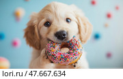 Dog joyfully holds a colorful donut in its mouth in playful setting, copy space. Собака радостно держит в пасти разноцветный пончик в игривой обстановке. Стоковое AI-изображение, AI-художник Katsiaryna Repich / Фотобанк Лори