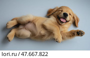 Golden Retriever puppy lying belly up, big smile with tongue out. Щенок золотистого ретривера лежит животом вверх, широко улыбается, высунув язык. Стоковое AI-изображение, AI-художник Katsiaryna Repich / Фотобанк Лори