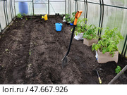 A rustic greenhouse in spring with seedlings and garden equipment. Spring work in the garden. Eco-friendly vegetable growing. amateur dacha organic farming. Healthy food. Весна на даче. Переросшая рассада помидор в больших картонных коробках. Стоковое фото, фотограф Ольга Солопова / Фотобанк Лори