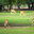 Sir Bani Yas island, United Arab Emirates - Jan 18 2024, panoramic view of a field in the middle of a forest where a herd of gazelles graze and feed, during the day, in a safari park Sir Bani Yas, UAE. Стоковое фото, фотограф Сергей Богомяко / Фотобанк Лори