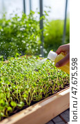 Hand spraying young microgreens in wooden garden box, microgreens flourish with hydration, microgreens soak in sunlight, microgreens nurtured for urban organic harvests. Стоковое AI-изображение, AI-художник Мария Фадеева / Фотобанк Лори