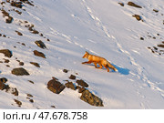 Рыжая лисица (Vulpes). Рыжая лисица поднимается по заснеженному скалистому склону горы. Дикая природа Арктики. Живая природа Сибири и Дальнего Востока России. Животный мир Чукотки. Стоковое фото, фотограф Андрей Степанов / Фотобанк Лори