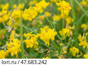 Желтые цветы Чина луговая (Lathyrus pratensis L.) или вики луговой, желтый горошек, луговой горошек на пустыре, летом, крупный план цветов. Стоковое фото, фотограф Pukhov K / Фотобанк Лори