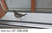 Птица зяблик прыгает на подоконнике, смотрит в оконное стекло. A finch bird is jumping on the windowsill, looking at the window glass. Стоковое видео, видеограф Наталья Пеньшина / Фотобанк Лори